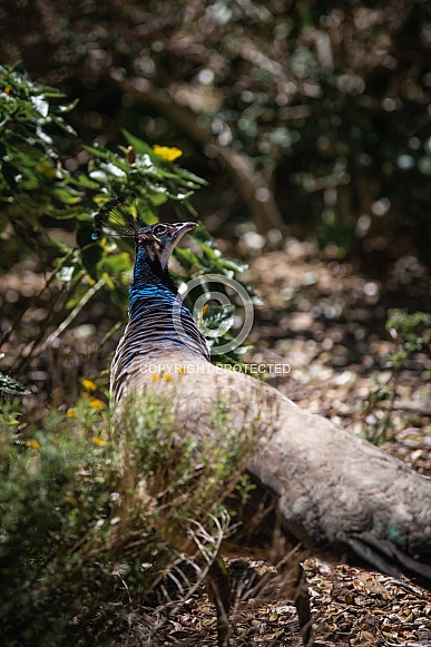 Peacock gazing at the sky Peacock gazing at the sky