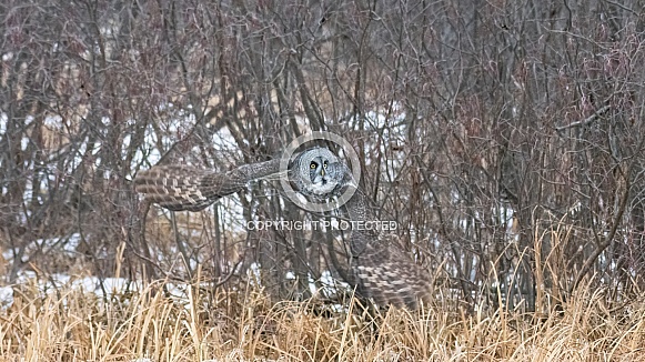 Great Grey Owl (Strix nebulosa)