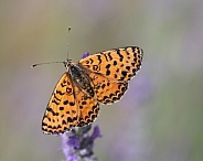 Fritillary Butterfly Close Up