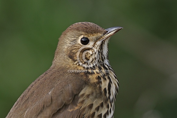 Song Thrush