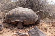 Mojave Desert Tortoise, Gopherus agassizii