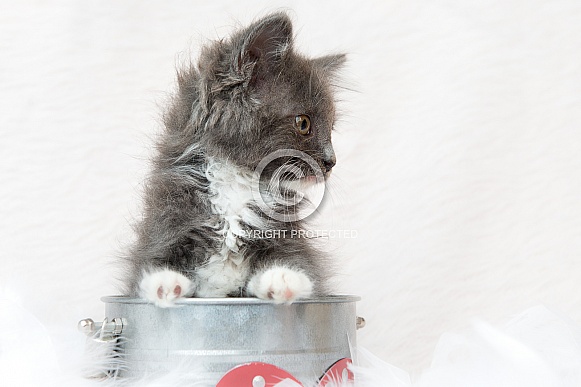 Kittens