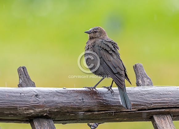 Brewer's Blackbird Brewer's Blackbird