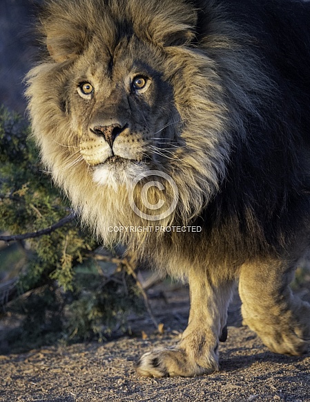 African male lion in the morning sun