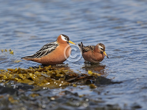 Grey Phalarope