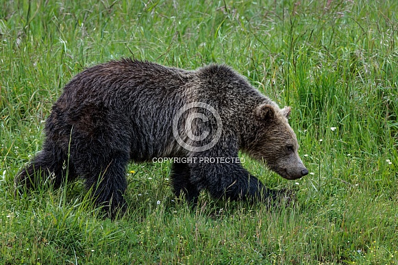 Grizzly Bear