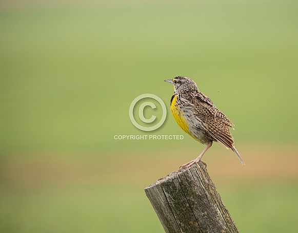 Meadowlark Meadowlark