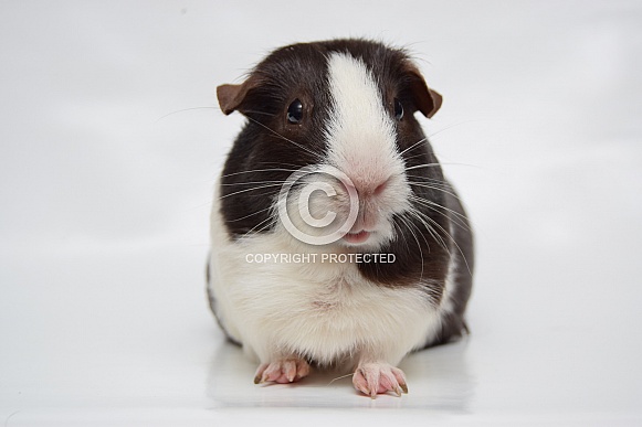 Chocolate Dutch Guinea Pig