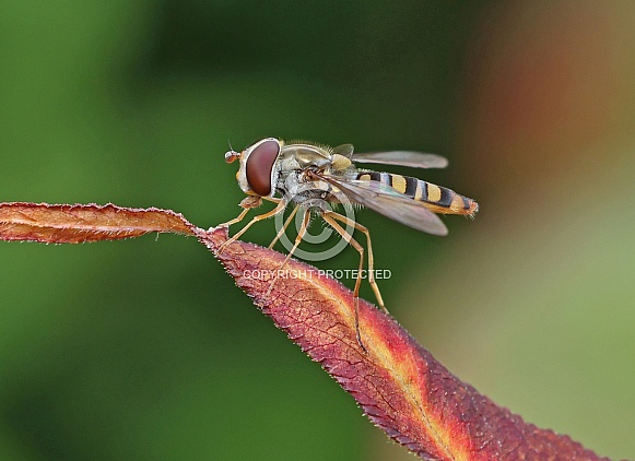 Marmalade Hoverfly