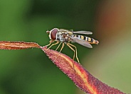 Marmalade Hoverfly