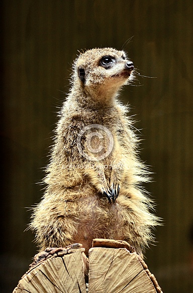 Meerkat Meerkat