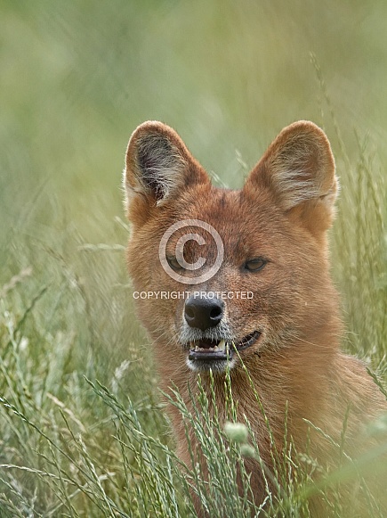 Chinese Dhole Chinese Dhole