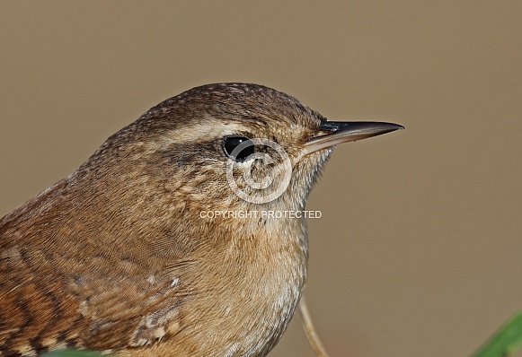 Wren