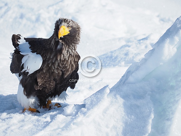 Steller's Sea Eagle Steller's Sea Eagle