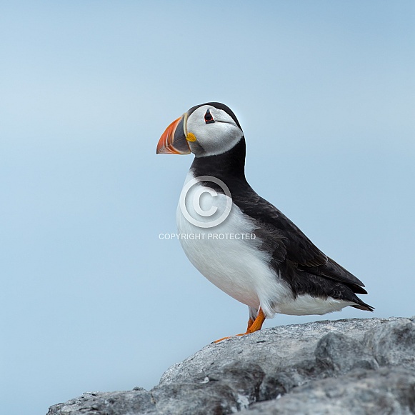 Puffin the birds from the arctic. Puffin the birds from the arctic.