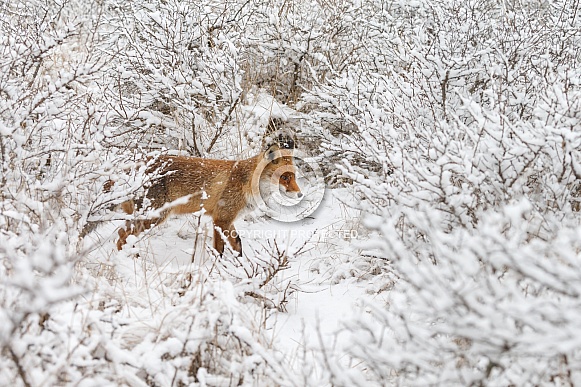 Red foxes