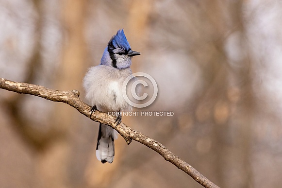 A fluffed up Blue Jay on a cold day