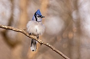 A fluffed up Blue Jay on a cold day