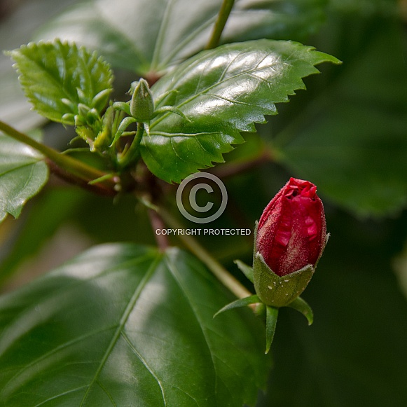 Hibiscus Bud Hibiscus Bud