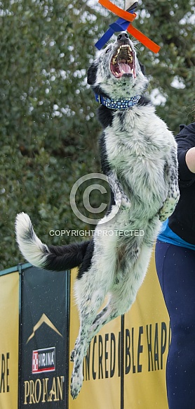 Border Collie or Australian Shepherd