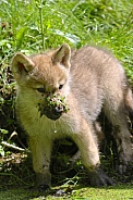 young hudson bay wolf