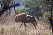 Kings Wildebeest