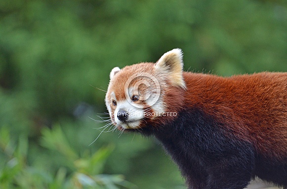 Red panda