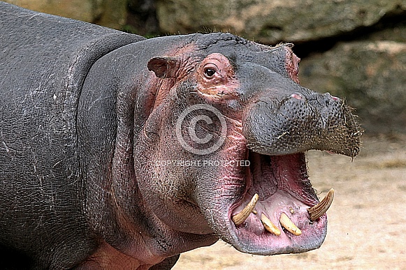 Hippo