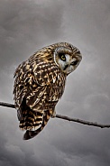 Short Eared Owl--Short Eared Owl Perched