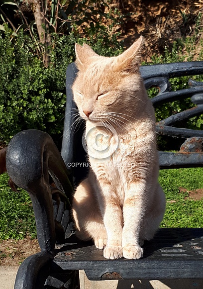 Ginger Cat Ginger Cat