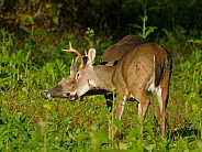 White tail deer