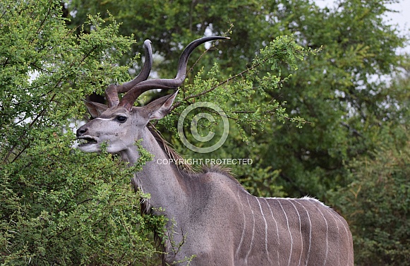 Kudu bull