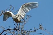 The Eurasian spoonbill