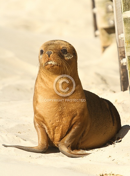 Baby Fur Seal Baby Fur Seal