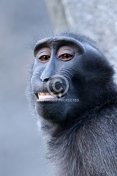 Crested Macaque (Macaca Nigra)