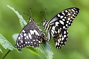 Swallow tail butterfly's