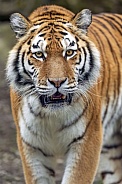 Tigress standing