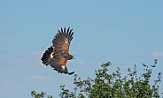 Harris Hawk