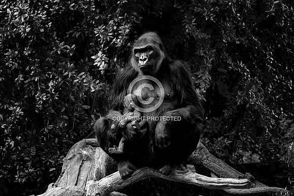 Western Lowland Gorilla Western Lowland Gorilla