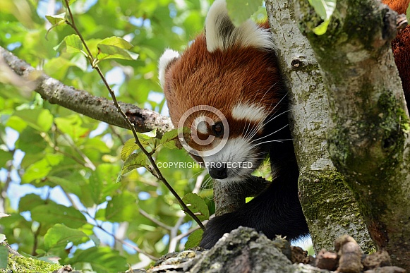 Red Panda Red Panda