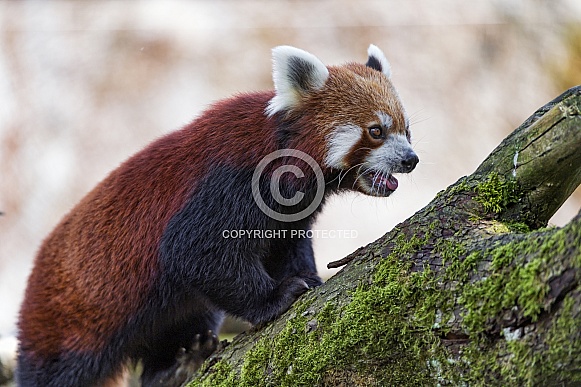 Red Panda