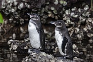 Galapagos Penguins - Island of Fernandina