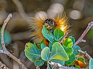 Eutricha capensis (Cape Lappet)
