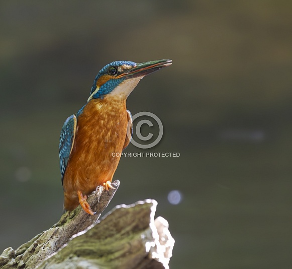 Kingfisher