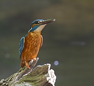 Kingfisher