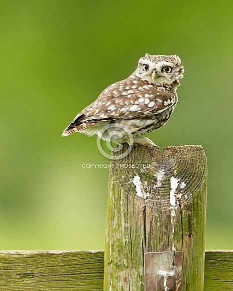 Little Owl Perched Little Owl Perched