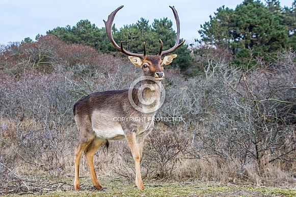 Fallow deer