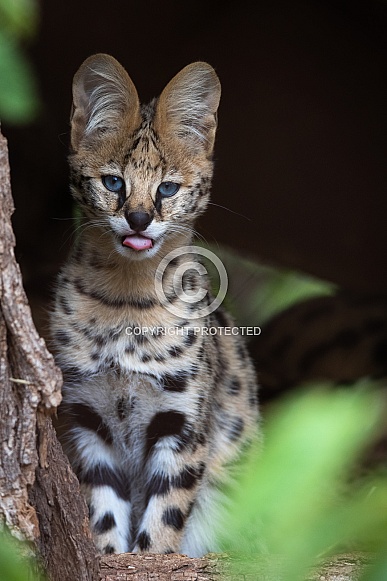 Serval kitten showing his tongue