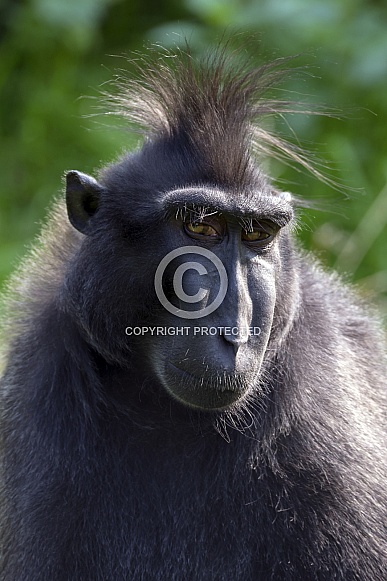 Celebes Crested Macaque (Macaca Nigra)