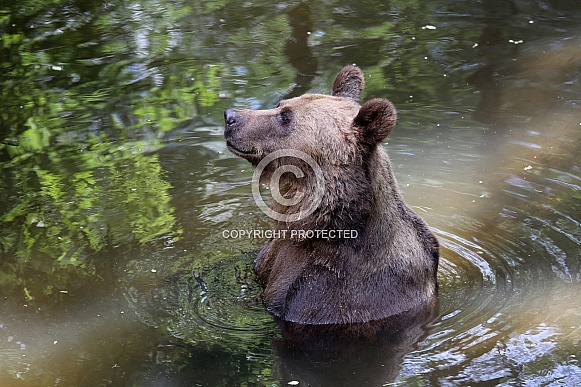Brown bear (Ursus arctos)